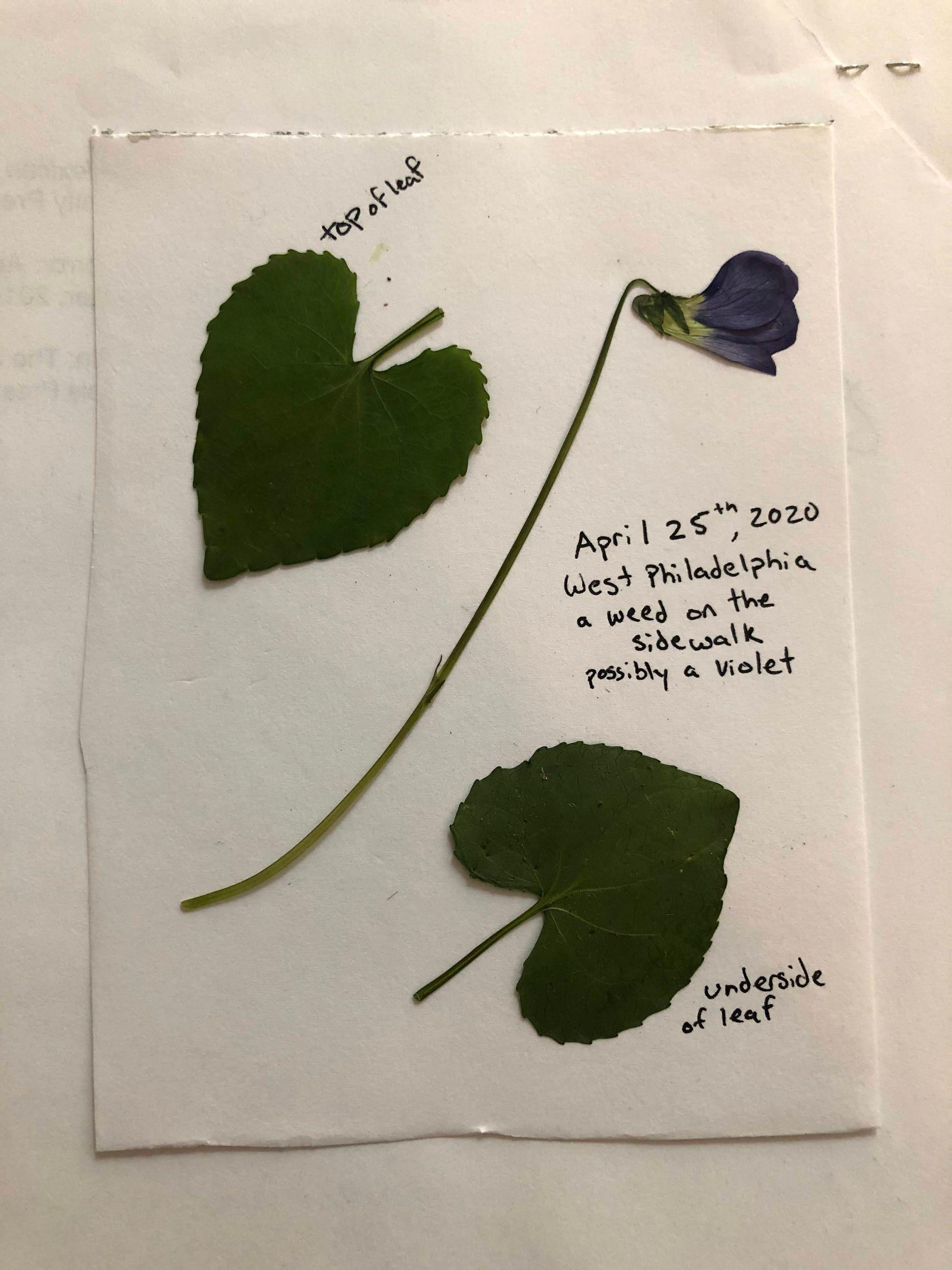 Two pressed leaves and a pressed flower on a white sheet of paper. Text on the paper reads, "top of leaf" (next to one of the leaves, "underside of leaf" (next to the other), and "April 25, 2020, West Philadelphia a weed on the sidewalk possible a violet."