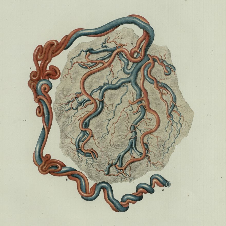 Illustration of a placenta