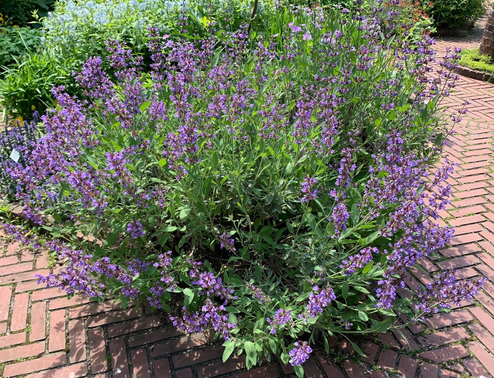 Sage in bloom with bright purple flowers.  