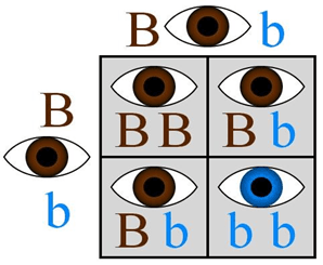 Punnet Square demonstrating the likelihood of brown or blue eyes.