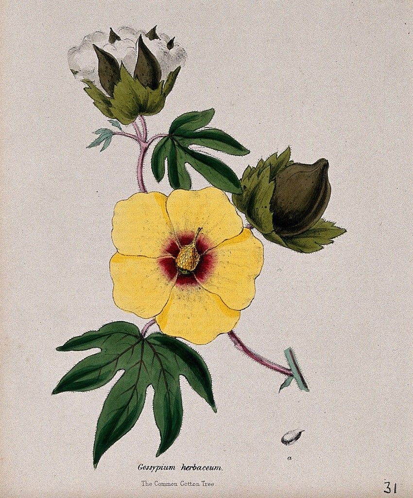 Botanical illustration of Gossypium herbaceum with a yellow and pink flower, a brown boll, and an open bur with white fibers. 