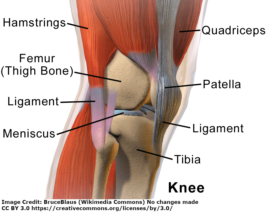 Anatomy of the knee, identifying the major parts of the knee