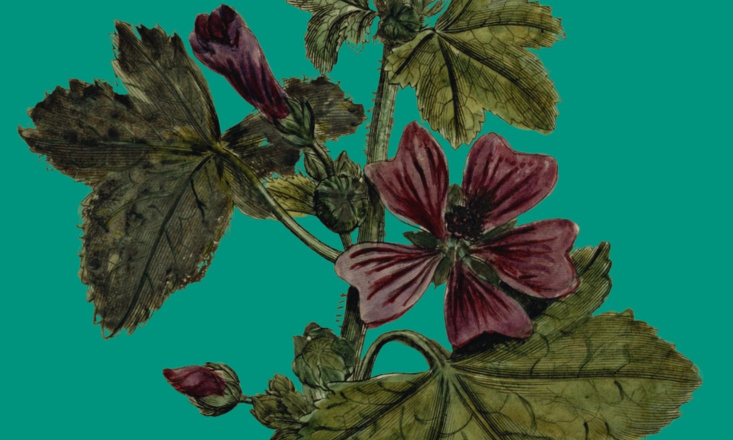 Teal background with burgundy flowers and leaves.