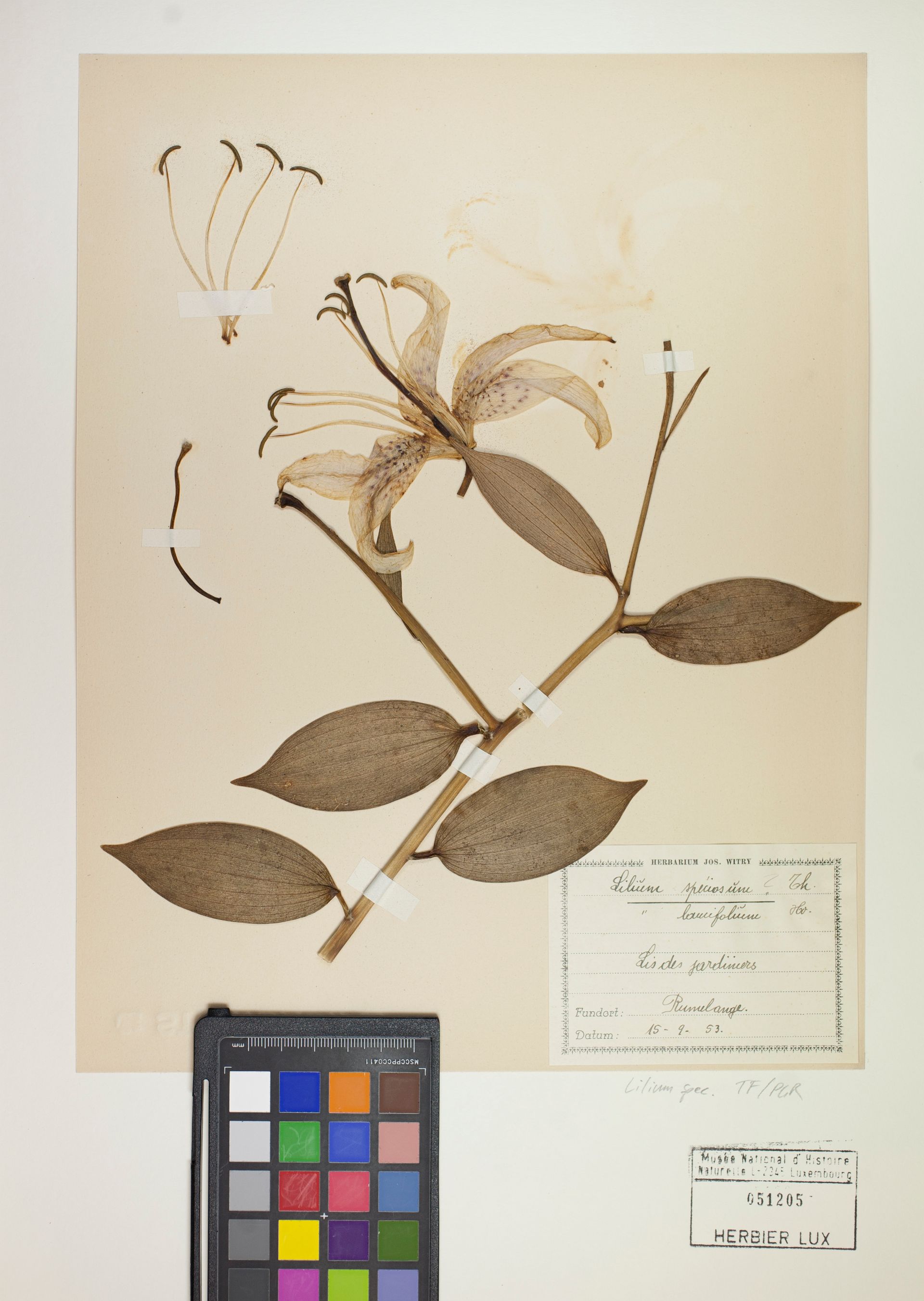 Herbarium sheet from Musée national d'histoire naturelle Luxembourg. 