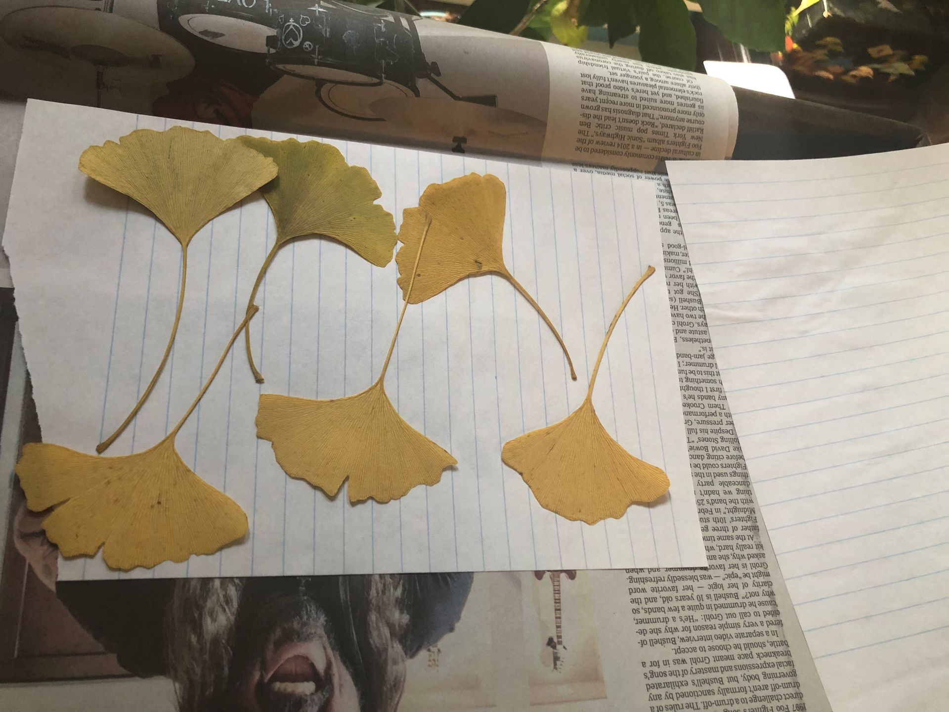 Pressed plant leaves on a sheet of lined looseleaf paper.