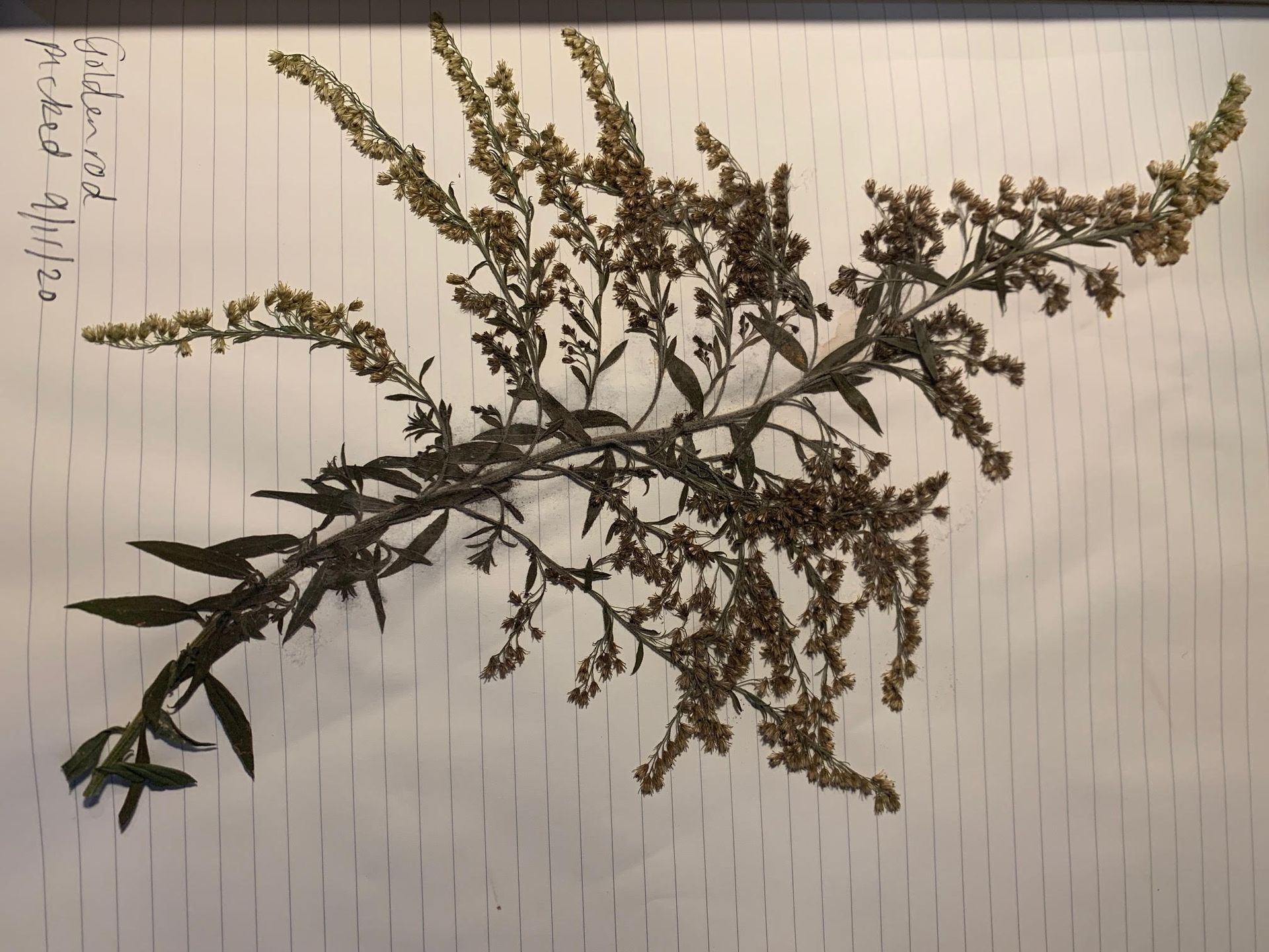 A dried goldenrod plant on top of a lined sheet of paper. In the top left corner is written, &quot;Goldenrod picked 9/11/20&quot; 