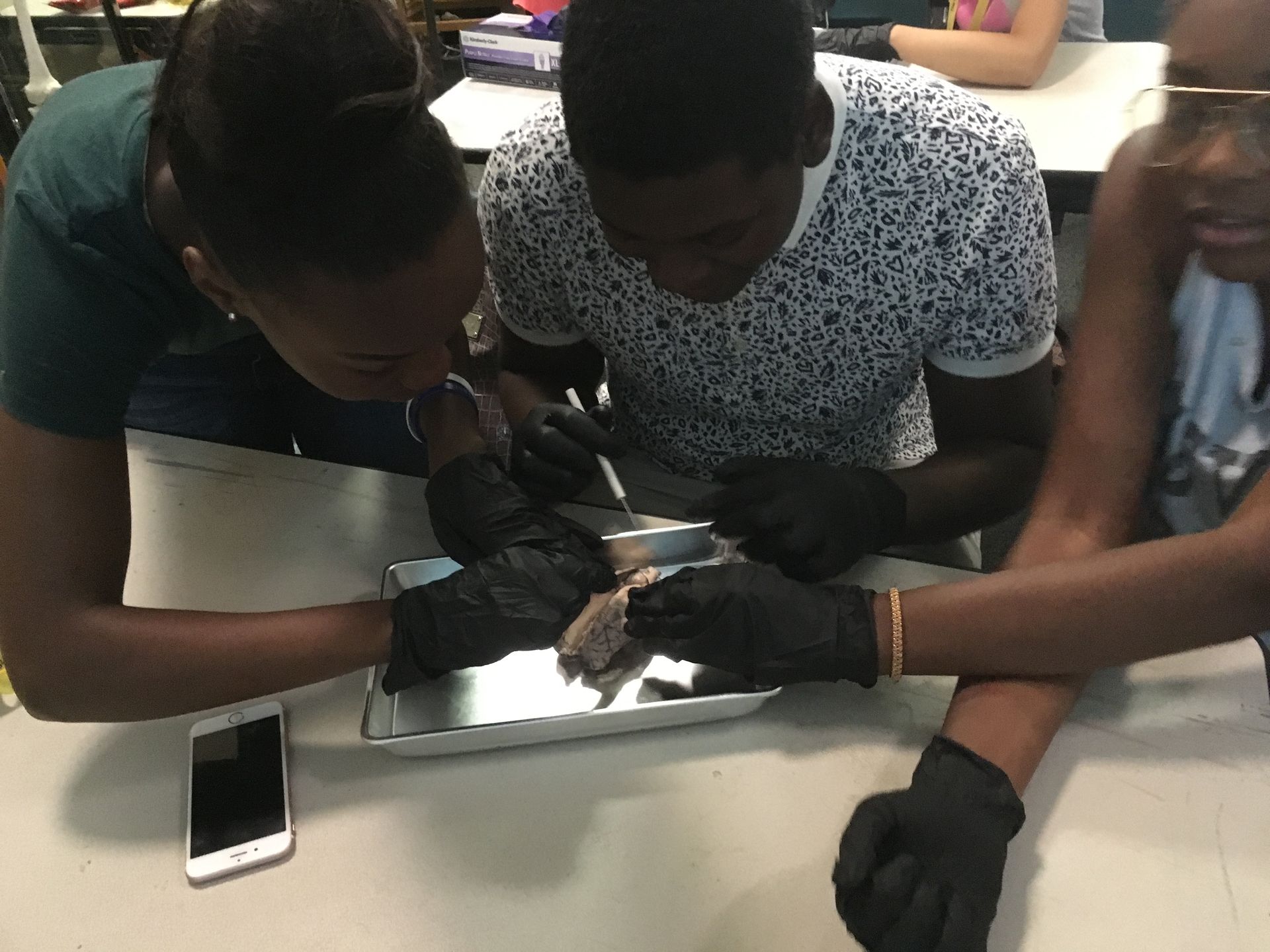 Three Karabots Junior Fellows dissect a sheep's brain